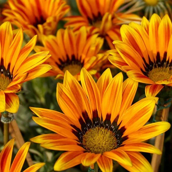 flower power follow game - Picture 4 of 6